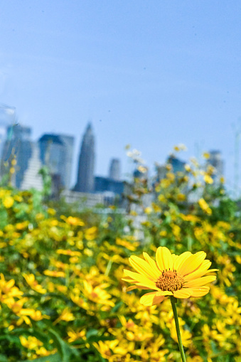 Skyline of Manhattan, New York. Downtown financial district on a clear sky day. Yellow flowers in the foreground