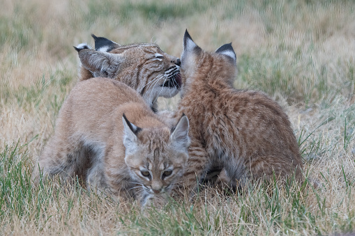 Beautiful colorful Bobcat mother (also known as red lynx) licking kittens near Colorado Springs, Colorado in western USA of North America