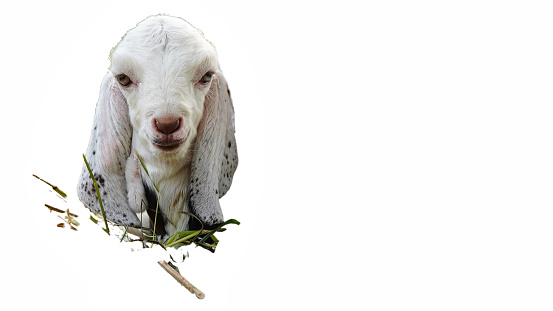 Domestic Beetal goat, its scientific name is Capra hircus isolate on white background.