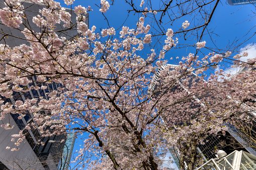Cherry blossoms in a park with city skyscraper in the background