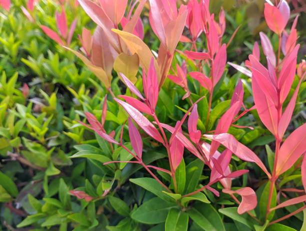 istock Red shoots (Syzygium myrtifolium) are anti-pollution plants that can absorb carbon dioxide higher than other trees, seen from the rate of photosynthesis and lead content, can also prevent landslides 1597434856