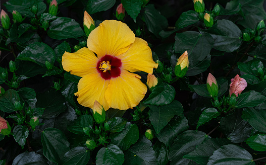 Closeup of a Yellow Hibiscus with a red center in full bloom surrounded by bright green leaves and flowers about to bloom in early summer