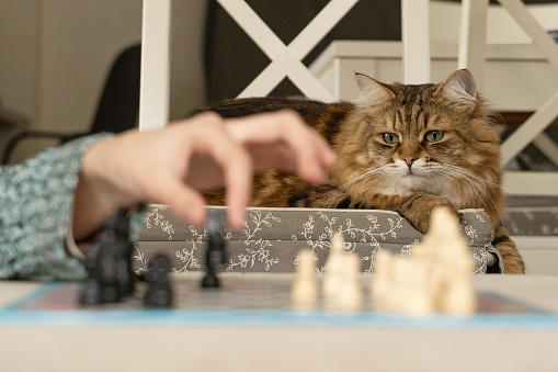 A young is girl playing chess and cat is looking nearby