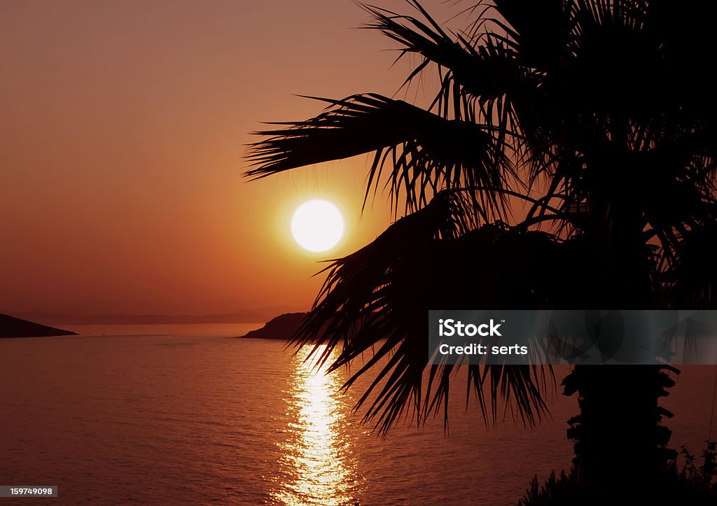 Coucher du soleil et palm - Photo de Arbre libre de droits