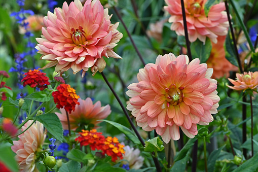 Study of coral-colored dahlias in garden, summer