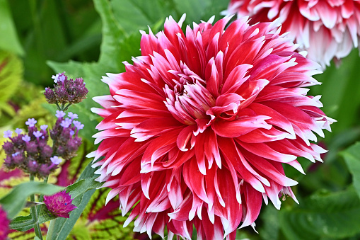 Study of pink and white dahlia in flowerbed, summer