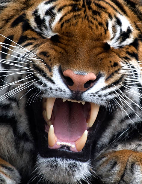 Tigre - fotografia de stock