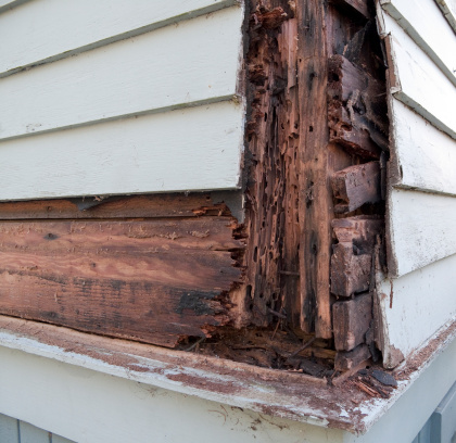 Termite damage and wood rot showing beneath siding. 3rd in a series.