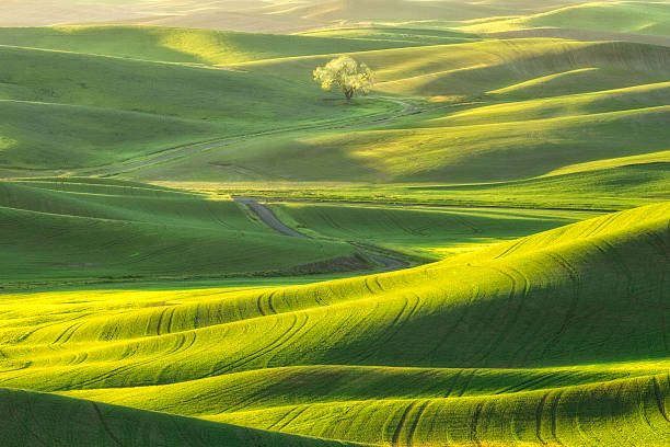 Lone Tree in the Palouse stock photo