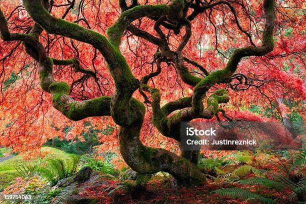 Ácerdojapão - Fotografias de stock e mais imagens de Ácer-do-japão - Ácer-do-japão, Ajardinado, Ao Ar Livre