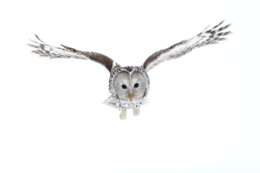 Ural Owl flying over snow