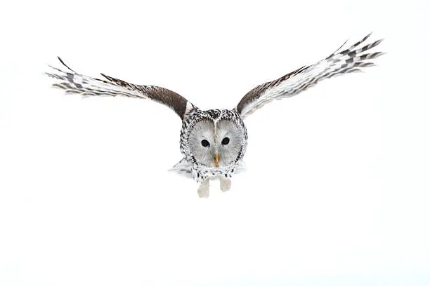 Photo of Ural Owl