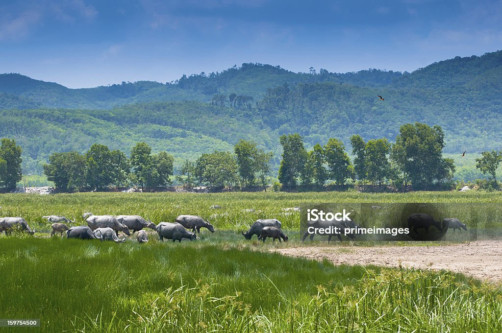 Thai Buffalo en grass field - Foto de stock de Agricultura libre de derechos