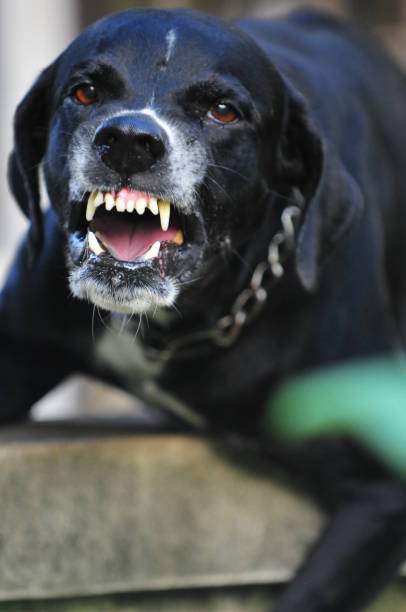 plano aproximado de uma assustadora preta de cão - dog alarm imagens e fotografias de stock