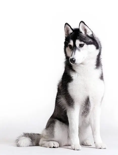Photo of Husky on white