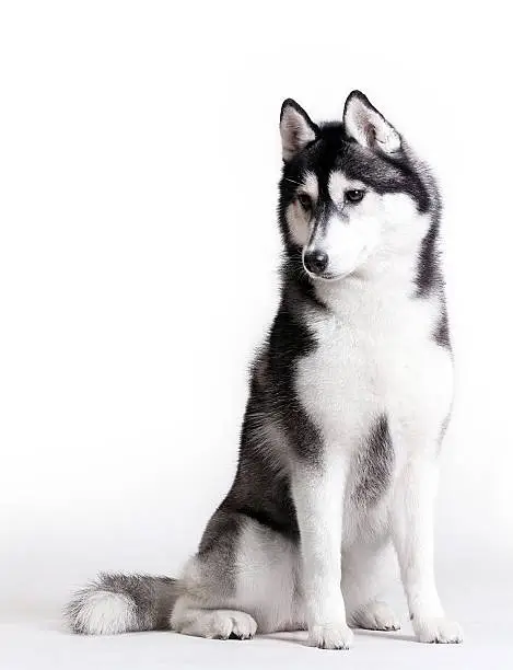 Husky on white background