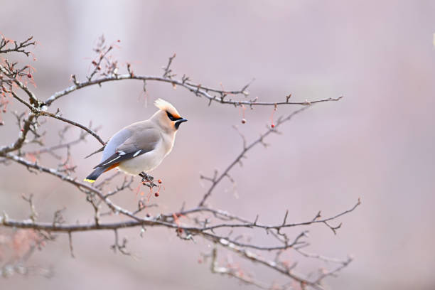 Bohemian Waxwing