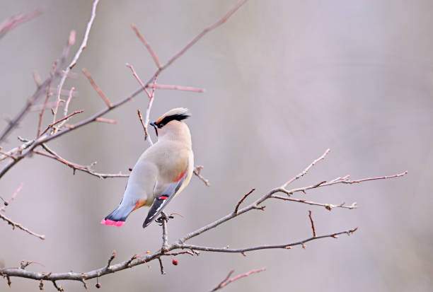 Bohemian Waxwing