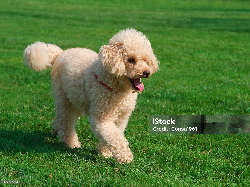 Caniche - Foto de stock de Caniche miniatura libre de derechos