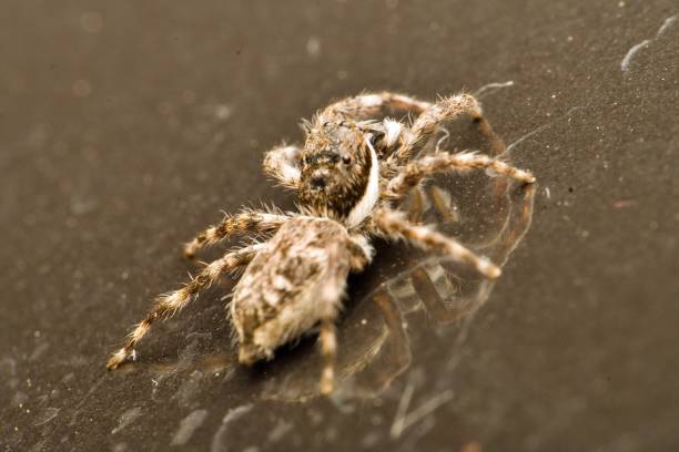 istock macro photography of a jumping spider 1597681343