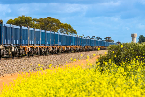 Upgraded rail infrastructure supporting export mining: bright yellow flowers bloom trackside as a long line of blue iron ore containers loaded with export iron ore head south to port. The ore has been mined in northern South Australia, trucked to the rail head then transported by train to Port Adelaide. Contrast with heavy rail infrastructure and soft flowers.