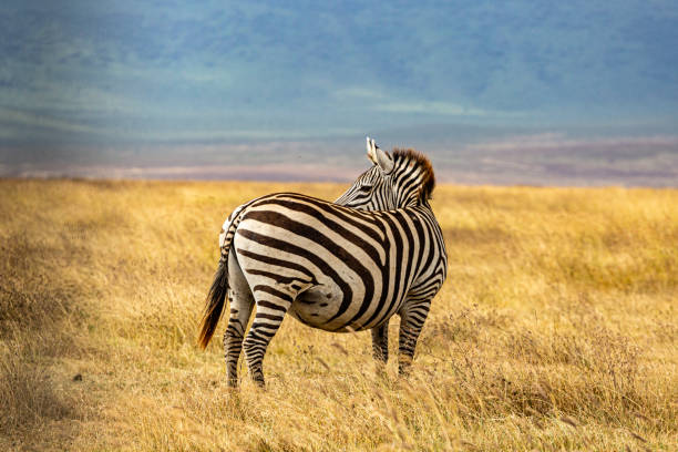 zèbre dans la zone de conservation de ngorongoro - zebra africa wildlife nature photos et images de collection