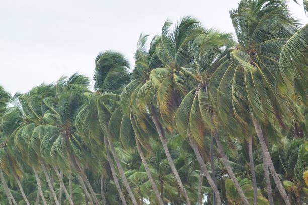 istock bunch of fresh coconut fruit 1597784585