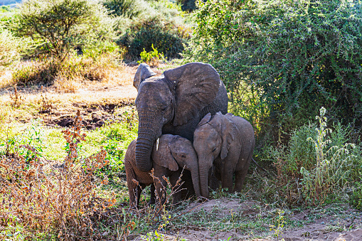 Elephants in Ngorongoro Conservation Area