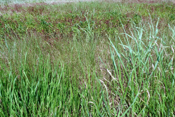 istock Weeds on the embankment 1597788738