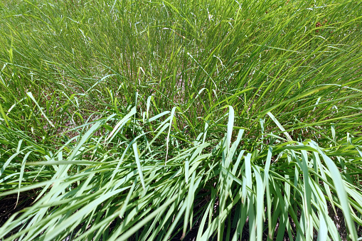 part of white oats plant
