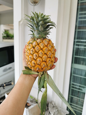 A small beautiful colored pineapple on a man's hand with house background.