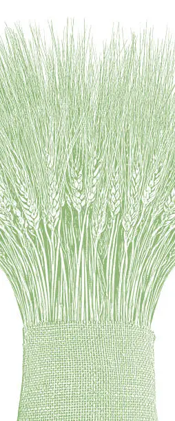 Vector illustration of Sheaf of wheat