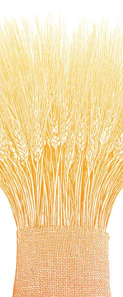 Vector illustration of Sheaf of wheat