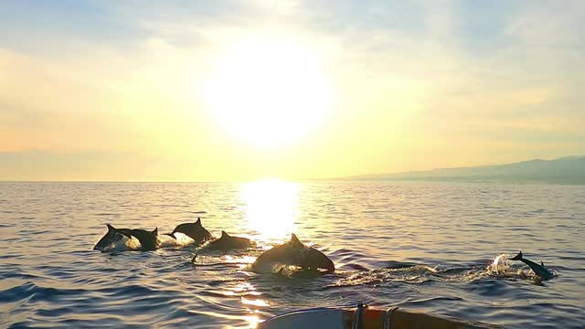Bali, Buleleng, Indonesia Holiday Tour, A flock of Dolphins swims freely and wild on the beach of Love Indonesia.