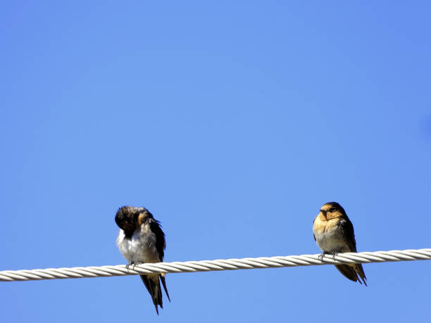 istock Barmah, Victoria, Australia 1597804283
