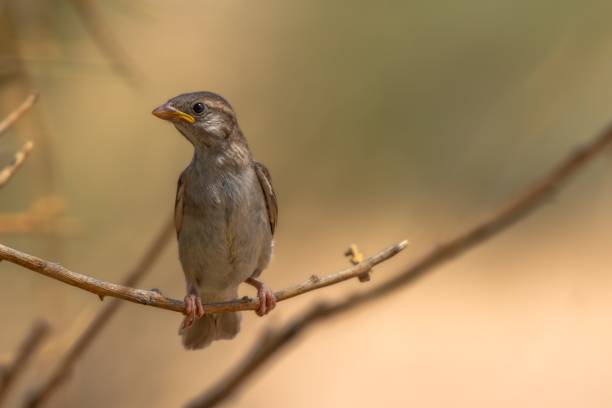 istock Small sparrow perched atop a branch in a wooded area 1597806340