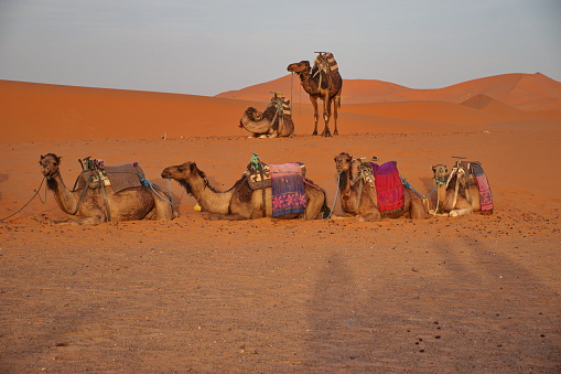 Camel caravan on the sand dunes in Sahara desert, Morocco