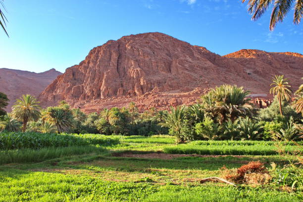 istock Oasis in the desert 1597808702