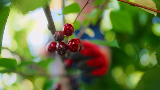 A senior woman is climbing a cherry  tree and harvesting homegrown cherries in her garden.