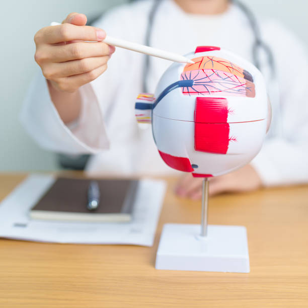 istock Doctor with human Eye anatomy model with magnifying glass. Eye disease, Refractive Errors, Age Related Macular Degeneration, Cataract, Diabetic Retinopathy, Glaucoma, Amblyopia, Strabismus and Health 1597866274