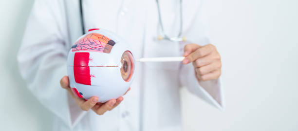 istock Doctor with human Eye anatomy model with magnifying glass. Eye disease, Refractive Errors, Age Related Macular Degeneration, Cataract, Diabetic Retinopathy, Glaucoma, Amblyopia, Strabismus and Health 1597866461