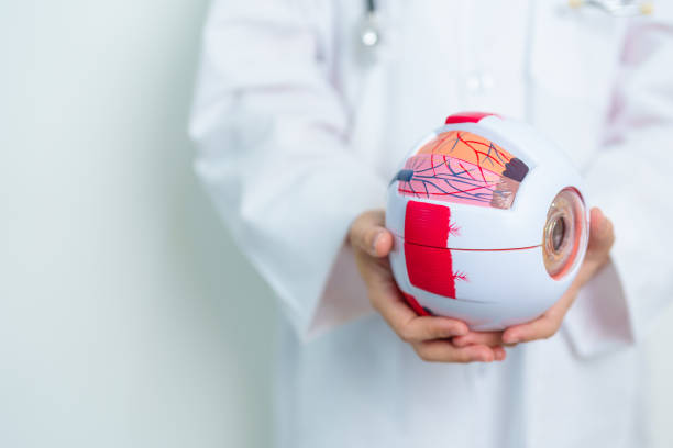 Doctor with human Eye anatomy model with magnifying glass. Eye disease, Refractive Errors, Age Related Macular Degeneration, Cataract, Diabetic Retinopathy, Glaucoma, Amblyopia, Strabismus and Health