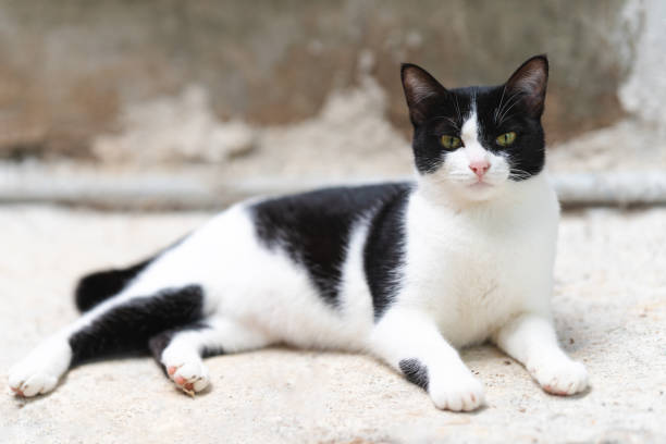 istock A black and white short-haired Thai cat lying on the floor and looking forward. 1597889508