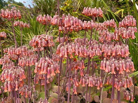 Horizontal South African succulent plant Cotyledon Orbiculata also known as Pig's Ear in bloom with small bell flowers of orange  red and pink hues in country garden Australia