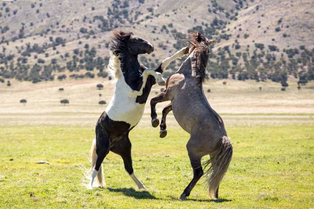 istock Wild mustang horses sparing in a green grassy desert. 1597897090