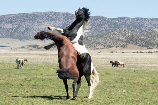 istock Wild mustang horses sparing in a green grassy desert. 1597897147