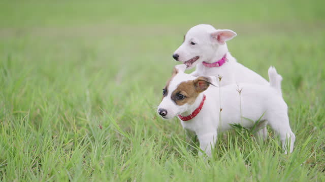 Jack Russell Terrier puppies rough housing each other in the grass field