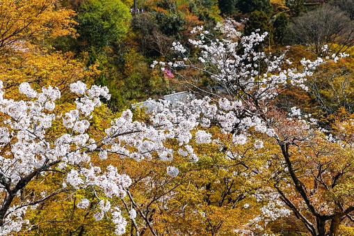A beautiful and scenic view of the cherry blossoms in full bloom in Kyoto City, Japan.