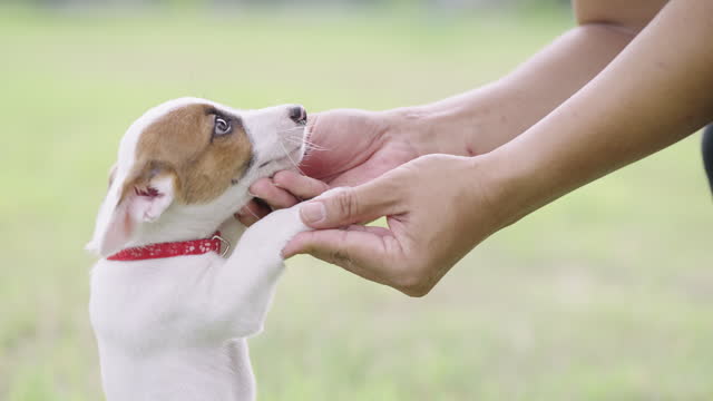 Tilt up shot of a person holding Jack Russell Terrier puppy paws as the puppy stand on it's hind leg