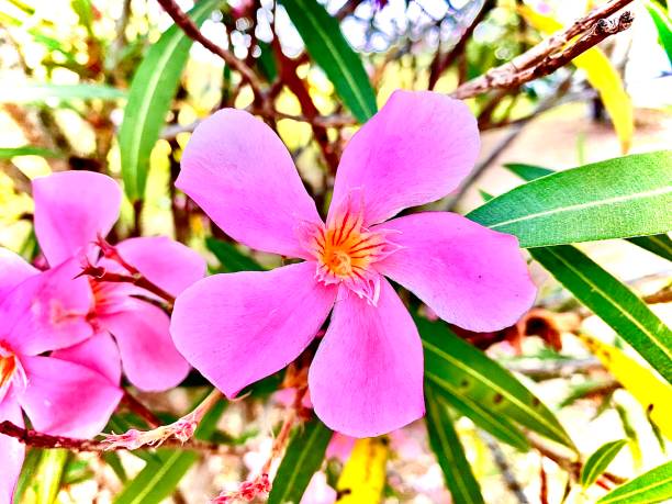 Beautiful exaggeratedly pink flower